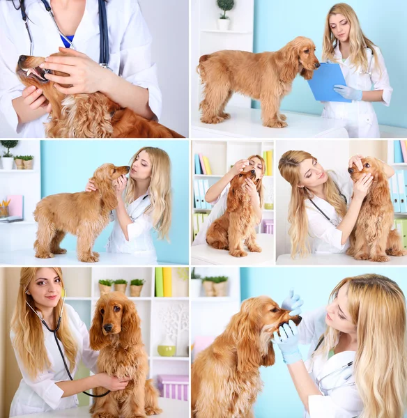 Doctor and dog at vet — Stock Photo, Image