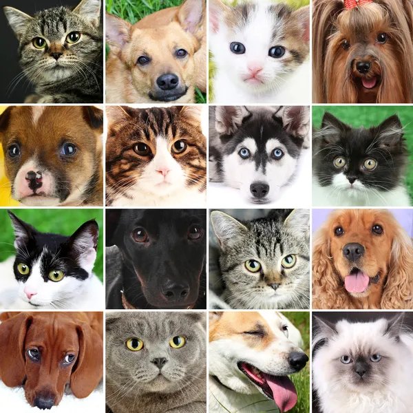 Collage de diferentes mascotas lindas —  Fotos de Stock