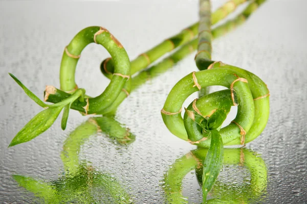 Güzel bambu dalları gri arka plan üzerinde