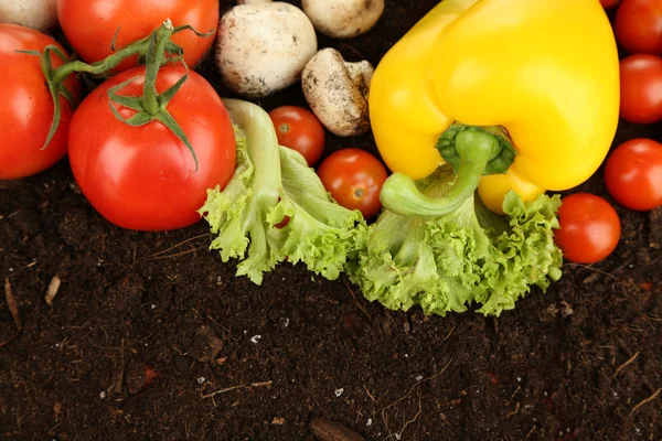Овощи на земле на цветном фоне — стоковое фото