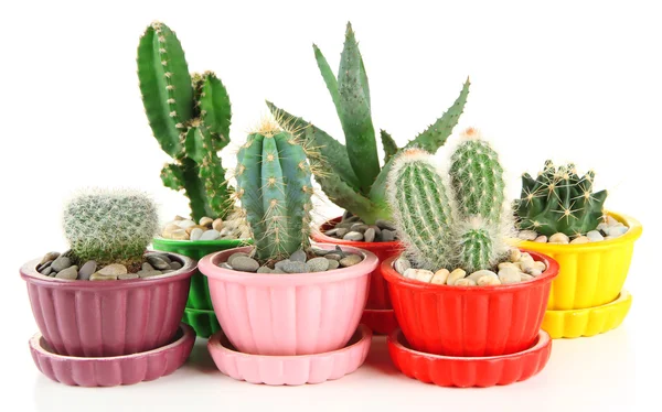 Cactuses in flowerpots, isolated on white — Stock Photo, Image