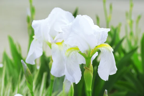 Beautiful irises , outdoors — Stock Photo, Image