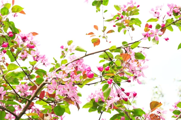 Prachtige lente bloesem, buitenshuis — Stockfoto