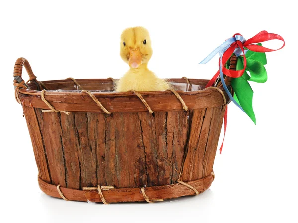 Little cute duckling in basket isolated on white — Stock Photo, Image