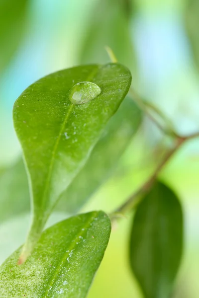 Gocce d'acqua su foglie verdi fresche, su sfondo brillante — Foto Stock