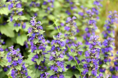 güzel kır çiçekleri