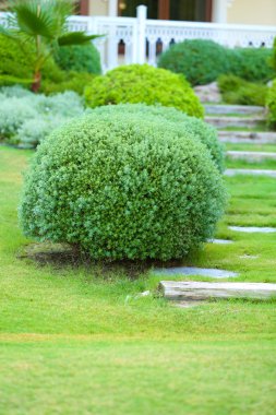 Güzel yemyeşil çalılar