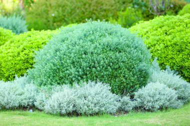 Güzel yemyeşil çalılar