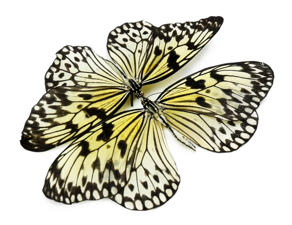Piękne motyle na białym tle — Zdjęcie stockowe