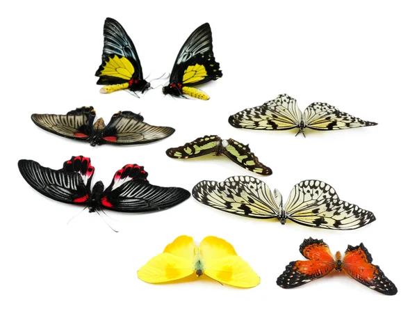 Beautiful butterflies on white — Stock Photo, Image