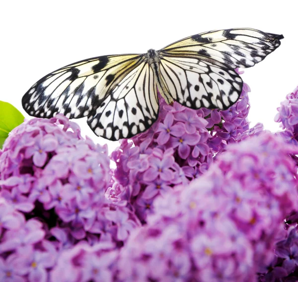 Beautiful butterfly sitting on flower — Stock Photo, Image
