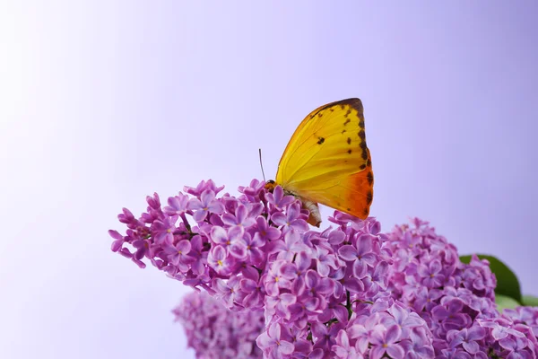Prachtige vlinder zittend op bloem — Stockfoto