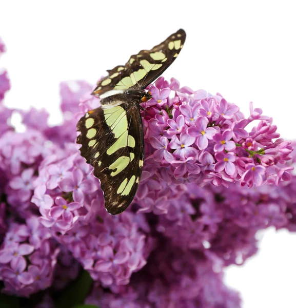 坐在花上只美丽的蝴蝶 — 图库照片