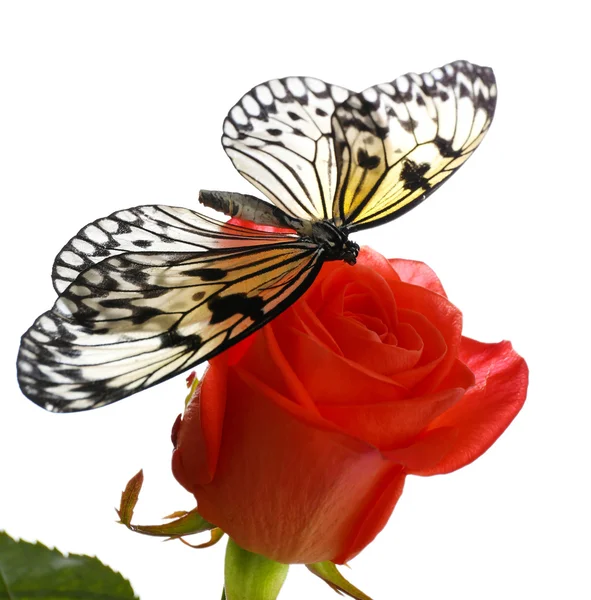 Prachtige vlinder zittend op bloem — Stockfoto