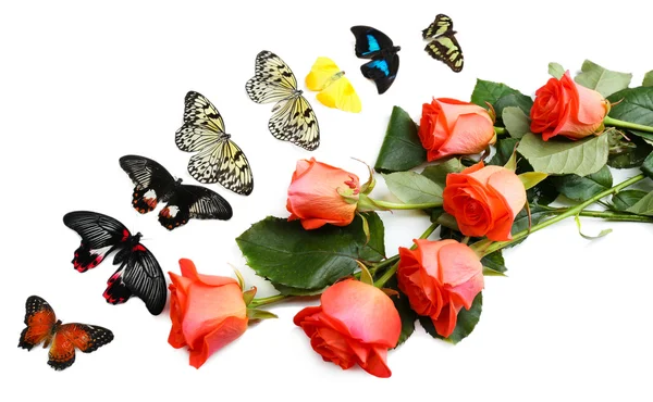 Beautiful butterflies and red roses — Stock Photo, Image