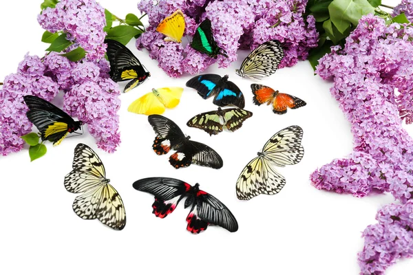 Beautiful butterflies and lilac — Stock Photo, Image