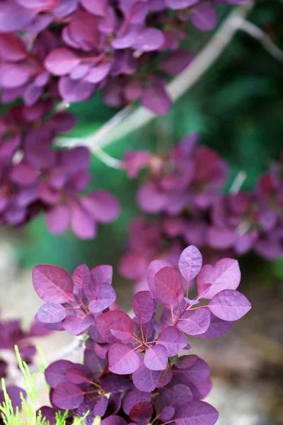 Hojas en el arbusto en el jardín —  Fotos de Stock