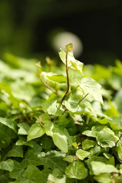 Grüner Sommerefeu — Stockfoto