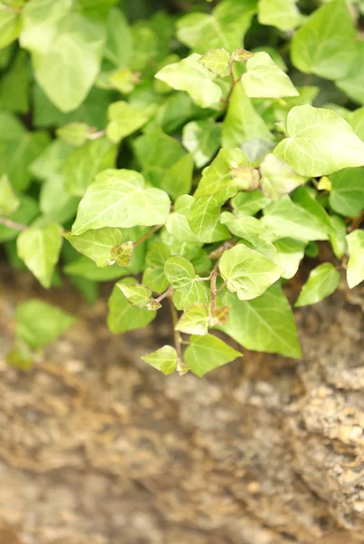 Green summer ivy — Stock Photo, Image