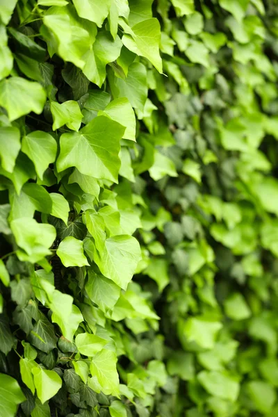 Edera estiva verde — Foto Stock
