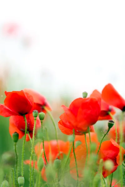 Haşhaş çiçekleri açık havada — Stok fotoğraf