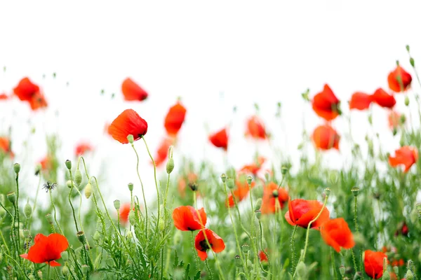 Flores de amapola al aire libre — Foto de Stock