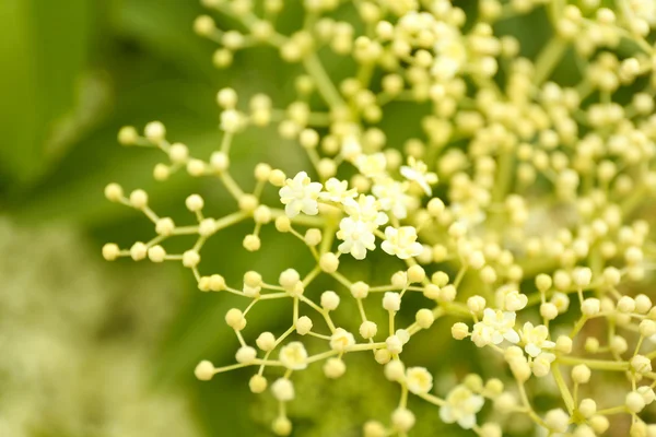 Vackra vilda blommor — Stockfoto