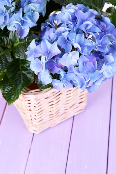 Hydrangea in basket on table close-up — Stock Photo, Image