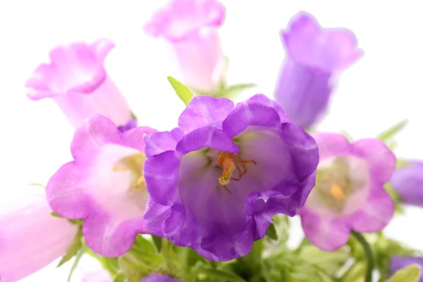 Prachtige wilde bloemen — Stockfoto