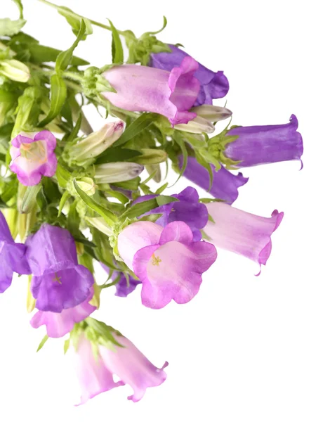 Schöne wilde Blumen — Stockfoto