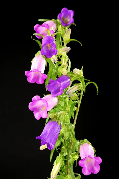 Beautiful wild flowers — Stock Photo, Image