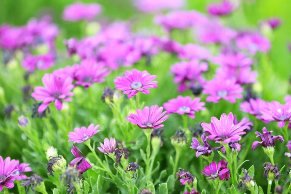 아름다운 꽃들이 있는 정원 — 스톡 사진