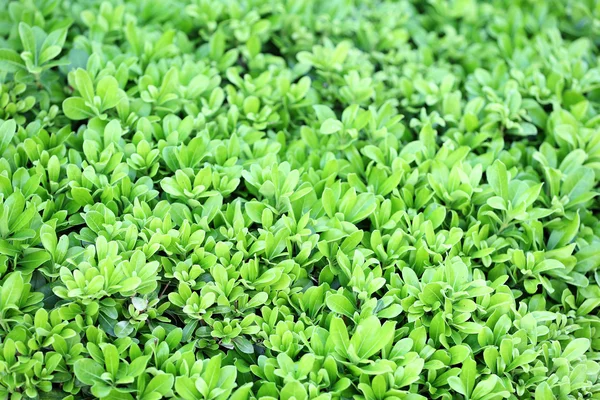 Prachtige groene bush — Stockfoto
