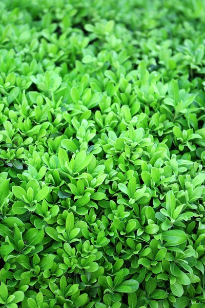 Arbusto verde bonito — Fotografia de Stock