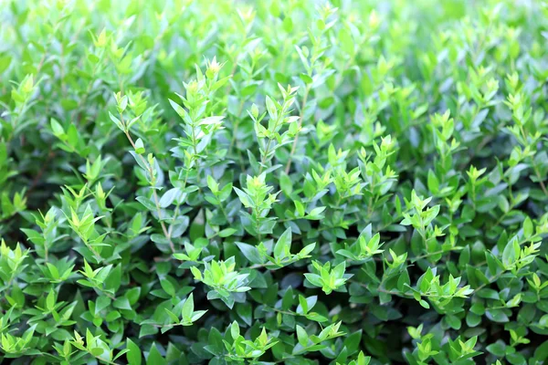 Arbusto verde bonito — Fotografia de Stock