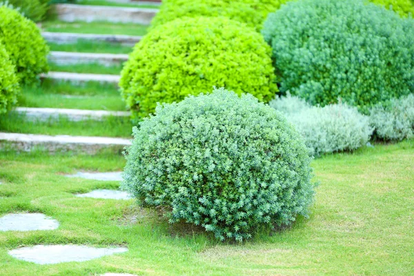 Beautiful lush bushes — Stock Photo, Image