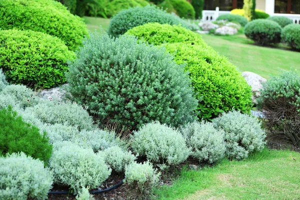 Beautiful lush bushes — Stock Photo, Image