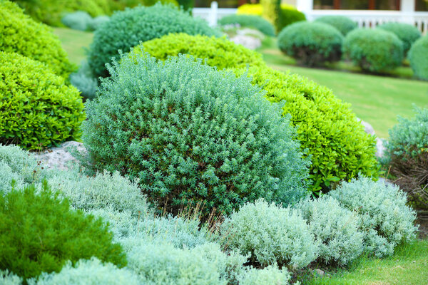 Beautiful lush bushes