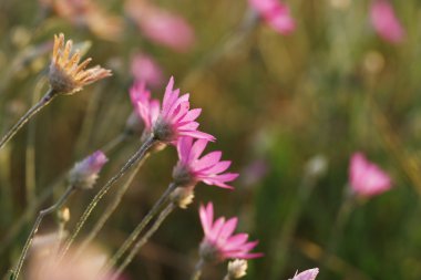 güzel kır çiçekleri