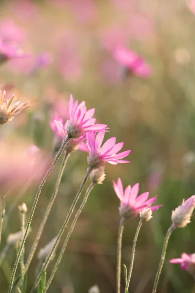 Hermosas flores silvestres — Foto de Stock