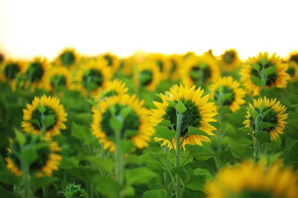 Mooie zonnebloemen veld — Stockfoto