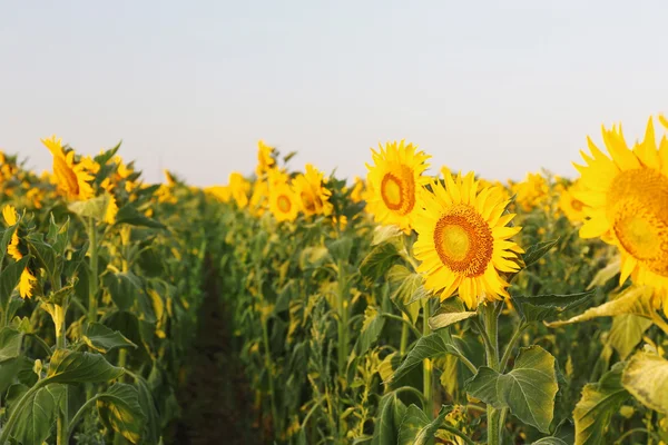 Beautiful sunflower in field Stock Image