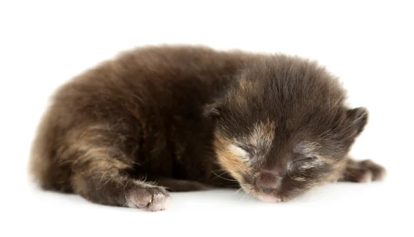 Beautiful kitten isolated on white — Stock Photo, Image