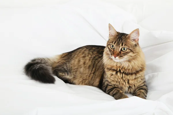 Gyönyörű macska ágy — Stock Fotó