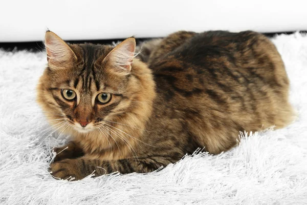 Beautiful cat on carpet — Stock Photo, Image