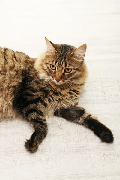 Beautiful cat on floor — Stock Photo, Image