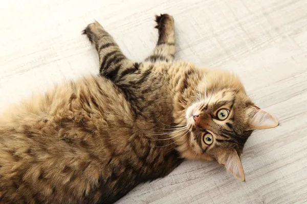 Hermoso gato en el suelo — Foto de Stock