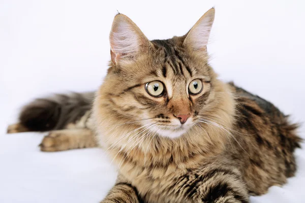 Beautiful cat on bed — Stock Photo, Image