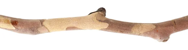 Ramo d'albero secco isolato su bianco — Foto Stock