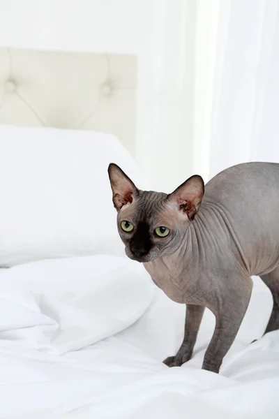 Mooie grijze sphinx kat op bed — Stockfoto